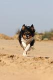 BORDER COLLIE 399
